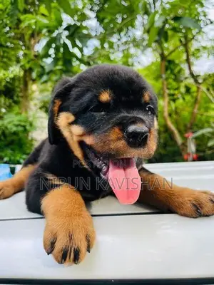 Rottweiler Puppy