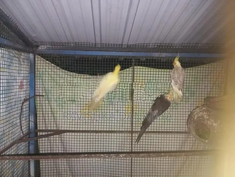 Cockatiel Birds