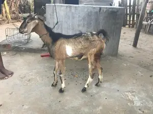 கிடாய் ஆடு