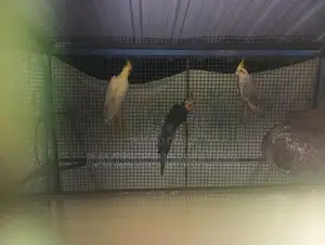 Cockatiel Birds