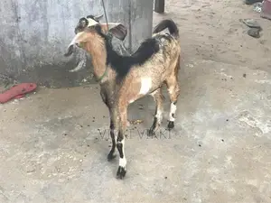 கிடாய் ஆடு