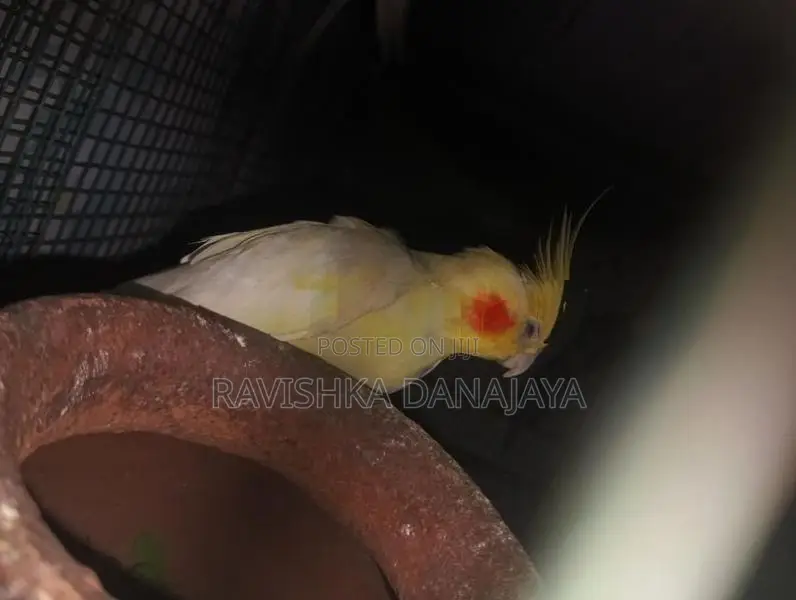 Cockatiel Birds