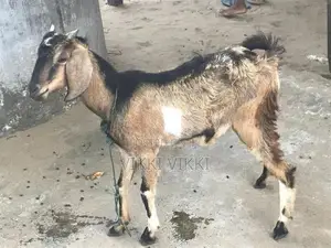 கிடாய் ஆடு