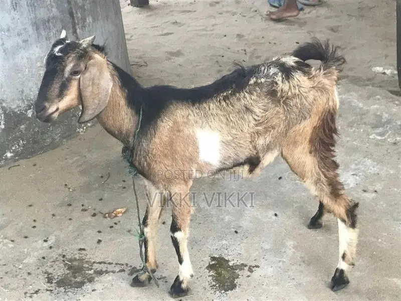 கிடாய் ஆடு