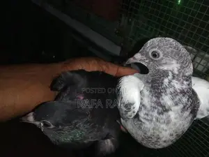 Pigeons