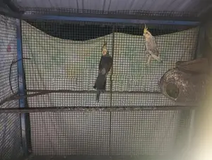Cockatiel Birds