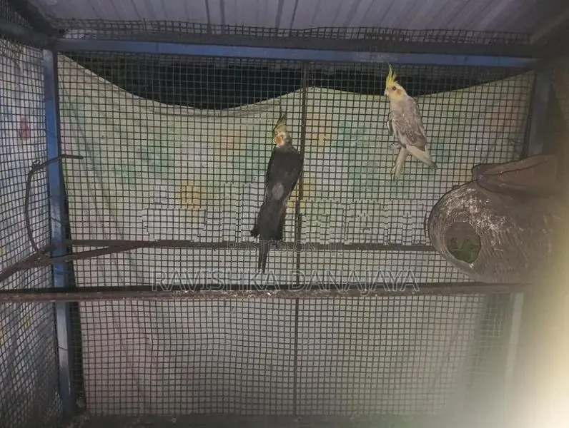 Cockatiel Birds