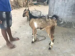 கிடாய் ஆடு