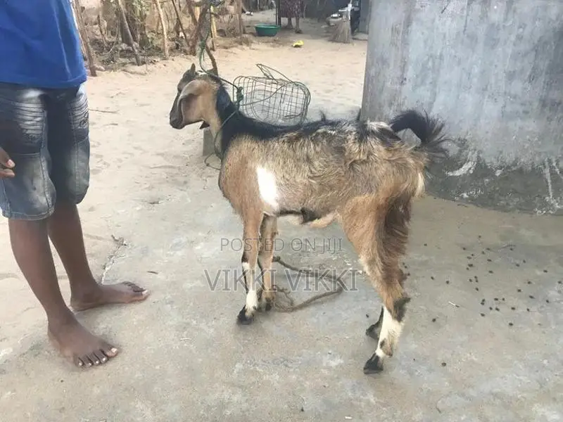 கிடாய் ஆடு