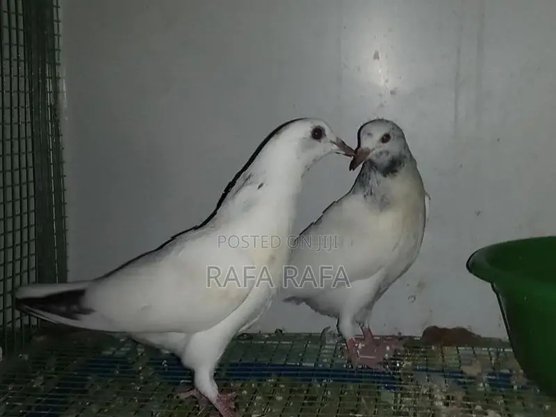 Pigeons