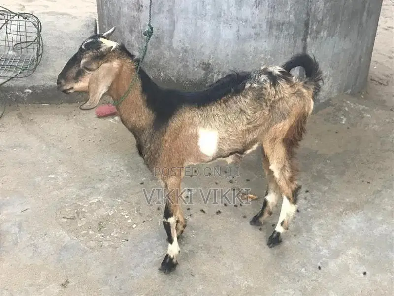 கிடாய் ஆடு