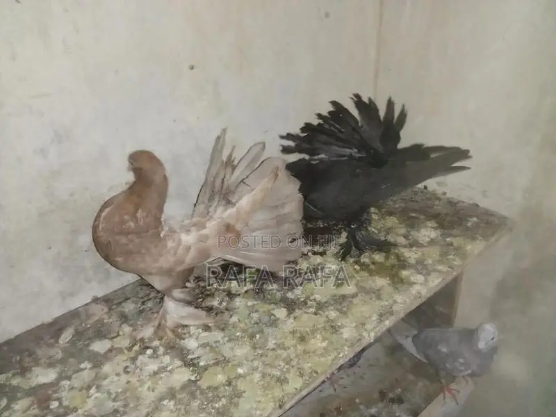 Pigeons