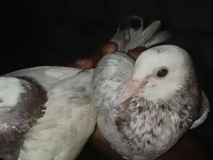 Pigeons