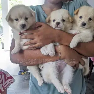 Lion Pomeranian Puppies