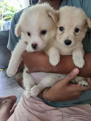 Lion Pomeranian Puppies