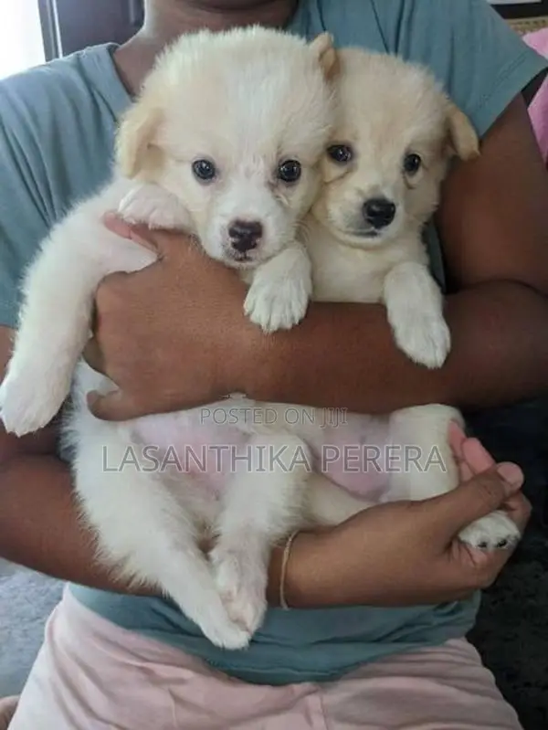 Lion Pomeranian Puppies