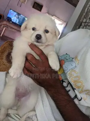 Lion Pomeranian Puppies