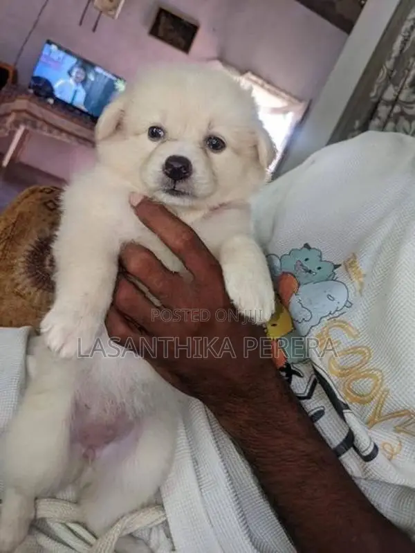 Lion Pomeranian Puppies
