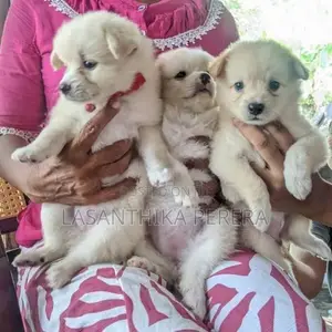 Lion Pomeranian Puppies