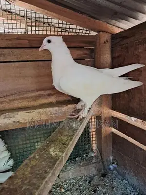 Home Breed Pigeon