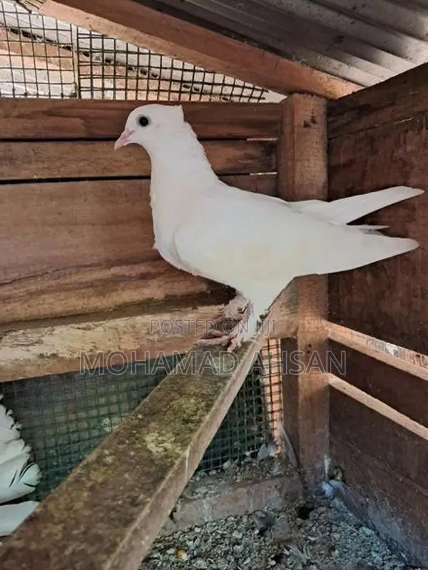Home Breed Pigeon