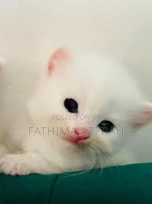 Persian Kitten Blue Eyes
