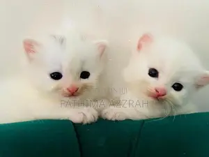 Persian Kitten Blue Eyes