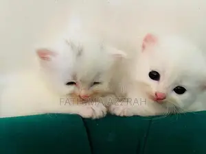 Persian Kitten Blue Eyes