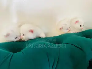 Persian Kitten Blue Eyes