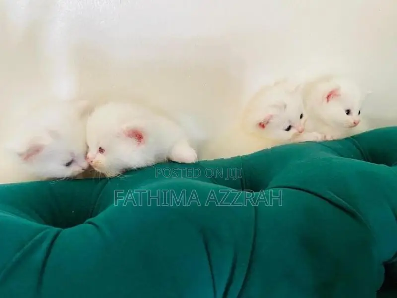 Persian Kitten Blue Eyes