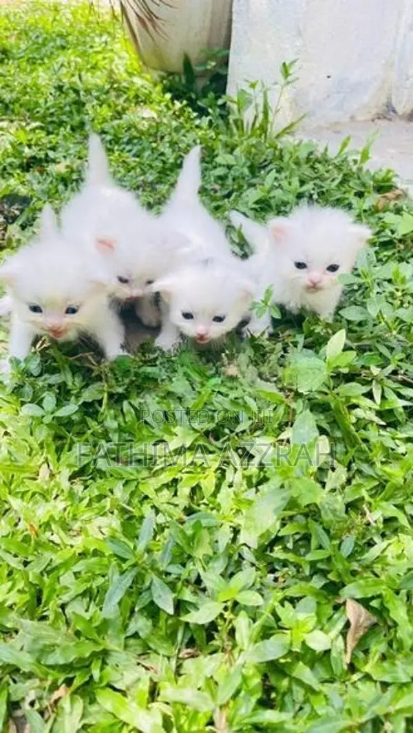 Persian Kitten Blue Eyes