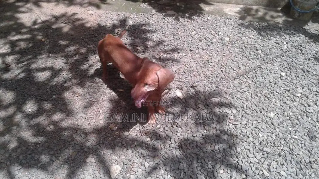 Dachshund Dog