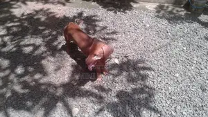 Dachshund Dog