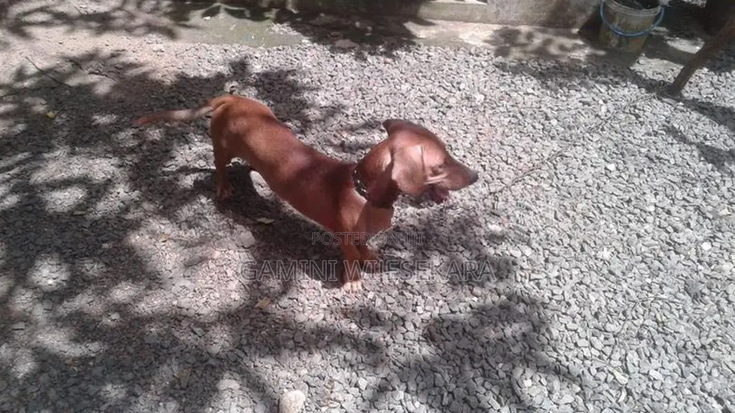 Dachshund Dog