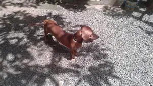 Dachshund Dog