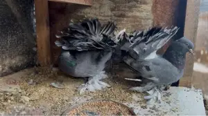 Fantails Pigeon