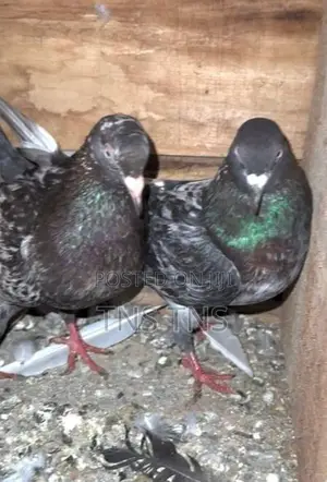Pigeon