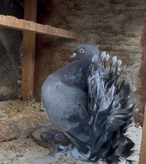 Fantails Pigeon
