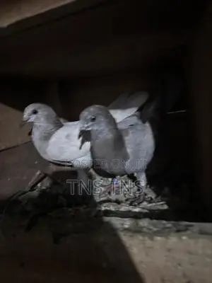 Pigeon