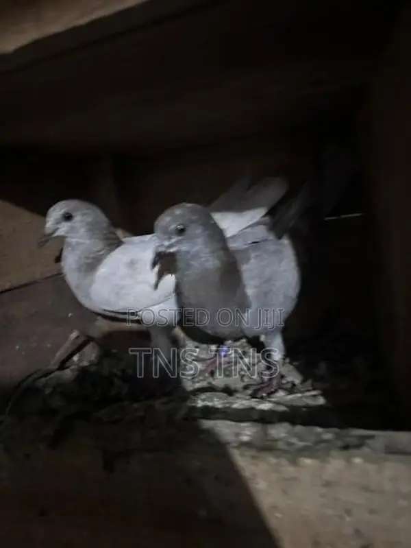 Pigeon