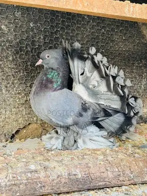 Fantails Pigeon