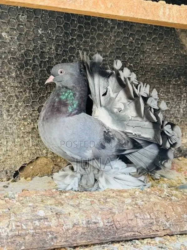 Fantails Pigeon