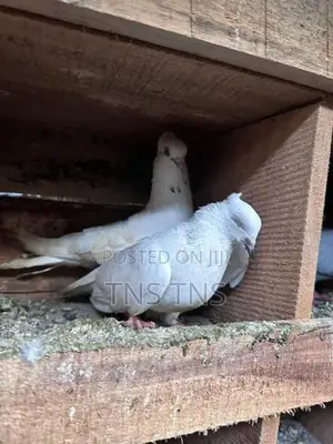 Pigeon