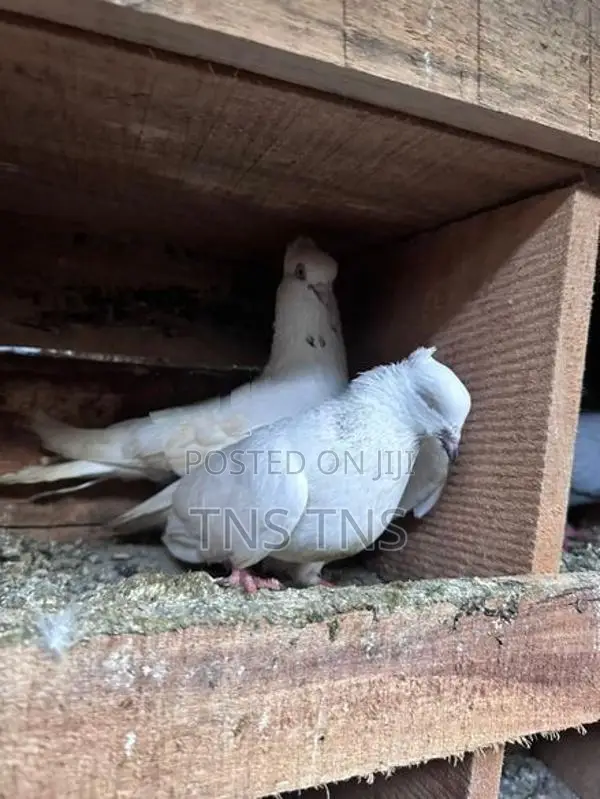 Pigeon