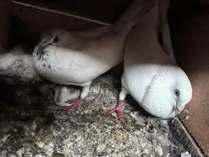 Pigeon