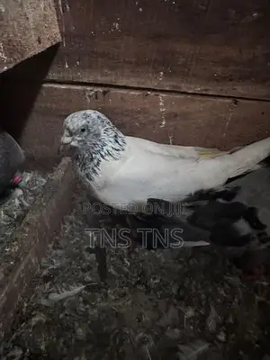 Pigeon