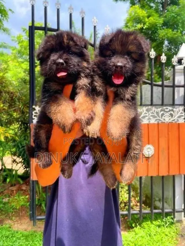 German Shepherd Puppies