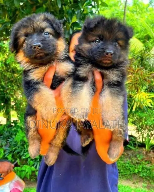 German Shepherd Puppies