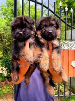 German Shepherd Puppies