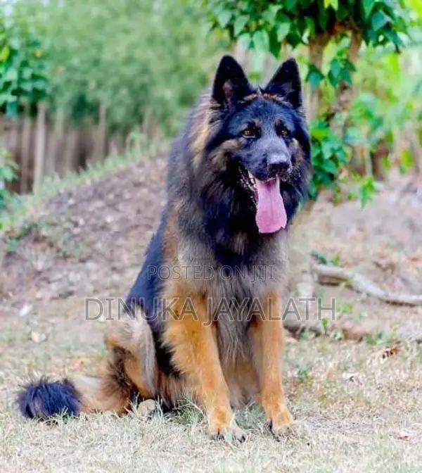 German Shepherd Puppies